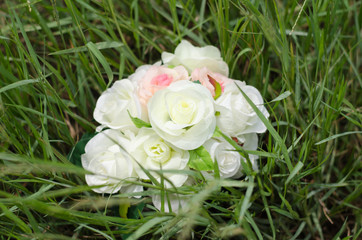 Beautiful pink and white roses isolated on grass