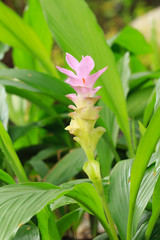 Fototapeta premium Pink siam tulip in Chaiyaphum Province northeast of Thailand.