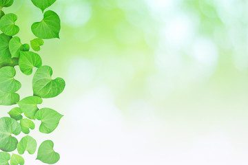 Natural heart-shaped green leaves, soft focus blurry background