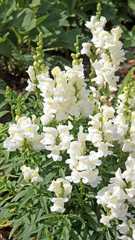 Löwenmaul - Antirrhinum