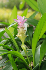 Pink siam tulip in Chaiyaphum Province northeast of Thailand.