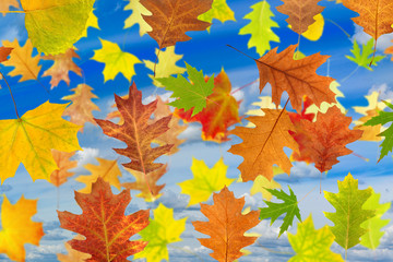 Image of leaves against the sky