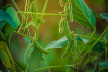 Soybean crops in field