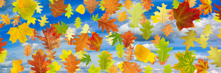 Image of leaves against the sky