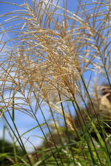 Japanese silver grass