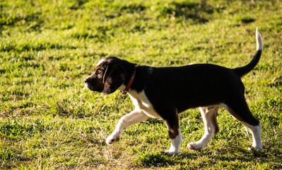 Purebred beagle puppy dog walking on grass