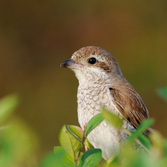 Juvenile Red-backed Shrike in October