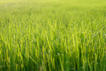Rice Field in the Morning, Selective focus.