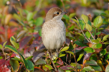 Juvenile Red-backed Shrike in October perched at colored bush