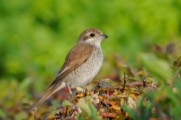 Juvenile Red-backed Shrike in October perched at colored bush