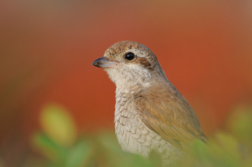 Juvenile Red-backed Shrike October Portrait