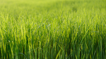 Rice Field in the Morning, Selective focus.