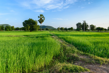 Rice field in the morning.