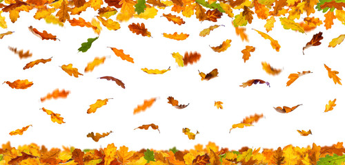 Seamless pattern of autumn oak leaves falling down on white background.