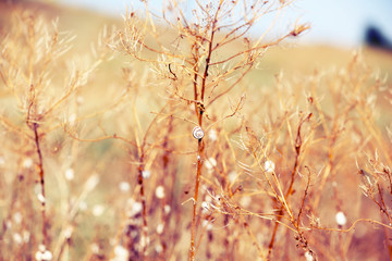 Meadow  with sunlight