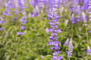 Beautiful Purple Wild Flower.