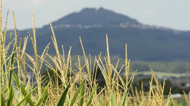 Maisfeld mit Berg Hohenstaufen im Hintergrund