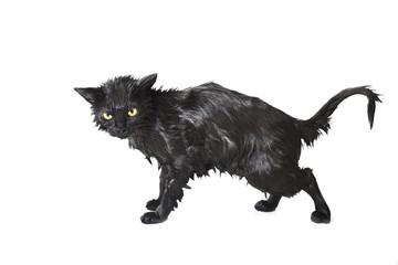 Black Cute Soggy Cat after a Bath, Funny Little Demon