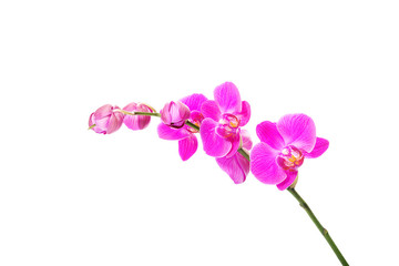 Naklejka na ściany i meble Banch of orchid flower