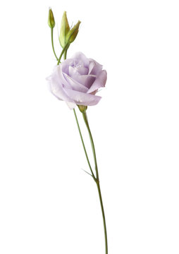 Pale  flower isolated on white. eustoma