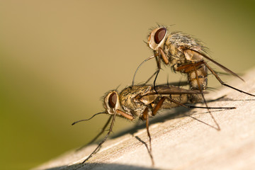 Insekten bei der Paarung