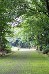 Promenade among the green