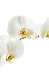 Naklejka na ściany i meble Branch of orchid flower