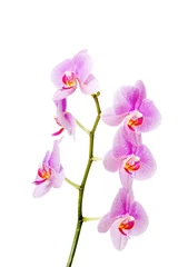 Fototapete Orchidee Orchideenblütenbank