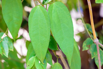 Thumbergia Laurifolia Leaves.