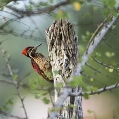 Black-rumped flameback in Pottuvil, Sri Lanka