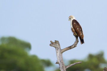 Brahminy kite in Pottuvil, Sri Lanka