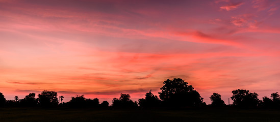Fototapeta premium Silhouette tree at sunrise.
