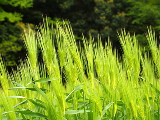 麦の穂