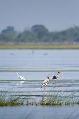 Painted Stork in Arugam bay lagoon, Sri Lanka
