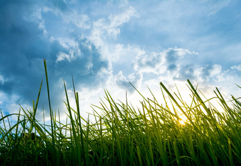 Obraz premium silhouette shot image of Grass and sky in shiny day