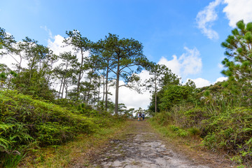 Tourists on the roadbed in  pine forest.
