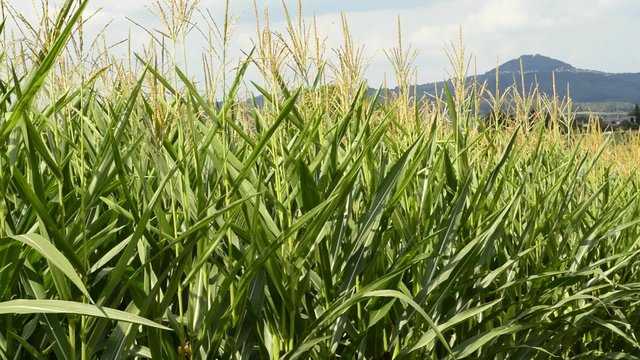 Maisfeld mit Berg Hohenstaufen im Hintergrund