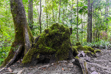 Moss on stone in deep  rainforest.