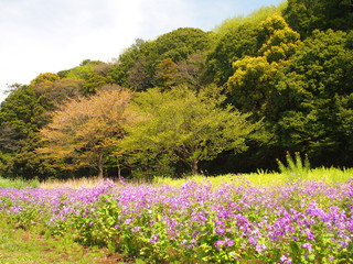 Fototapeta premium ムラサキハナナ咲く林風景