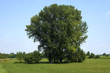pioppo