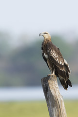 White-bellied sea eagle in Pottuvil, Sri Lanka