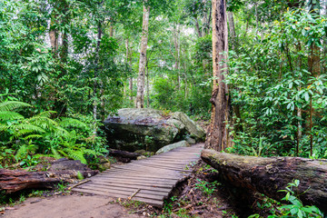 Wooden bridge in rainforest.