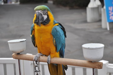 コンゴウインコ