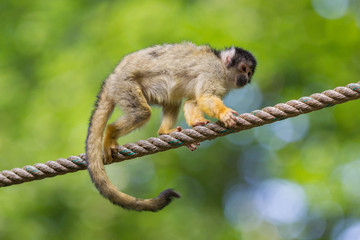 Small common squirrel monkeys (Saimiri sciureus)