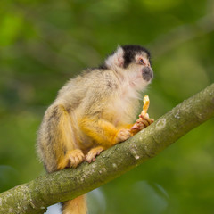 Naklejka na ściany i meble Small common squirrel monkeys (Saimiri sciureus)