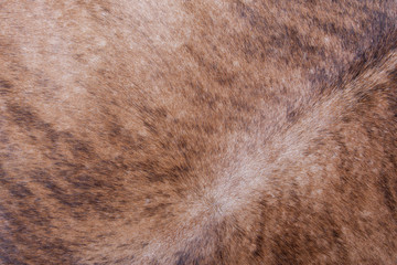 Brown textured cowhide