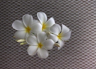 Fototapeta na wymiar lovely fresh harmony white flower frangipani or plumeria on dark background