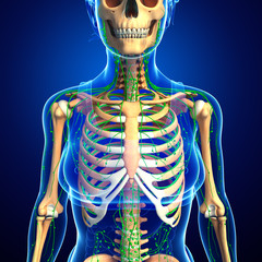 Lymphatic system of Female skeleton artwork