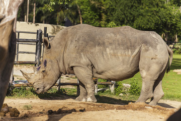 Obraz premium Rhino