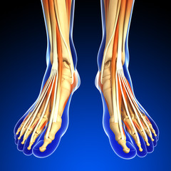 Obraz na płótnie Canvas 3d rendered illustration of leg muscles anatomy